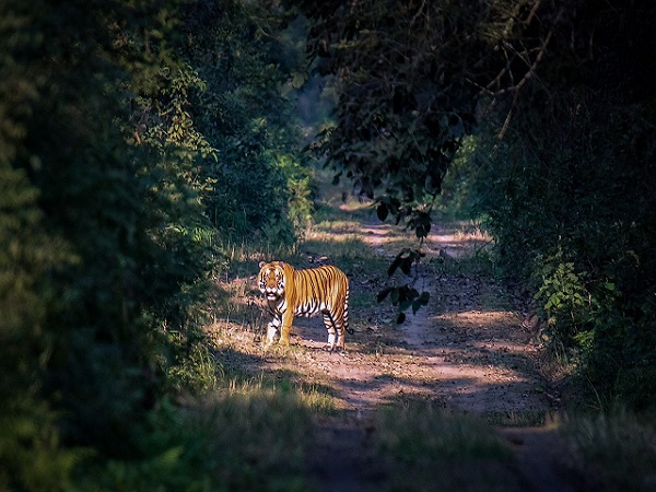 Tiger in Dudhwa